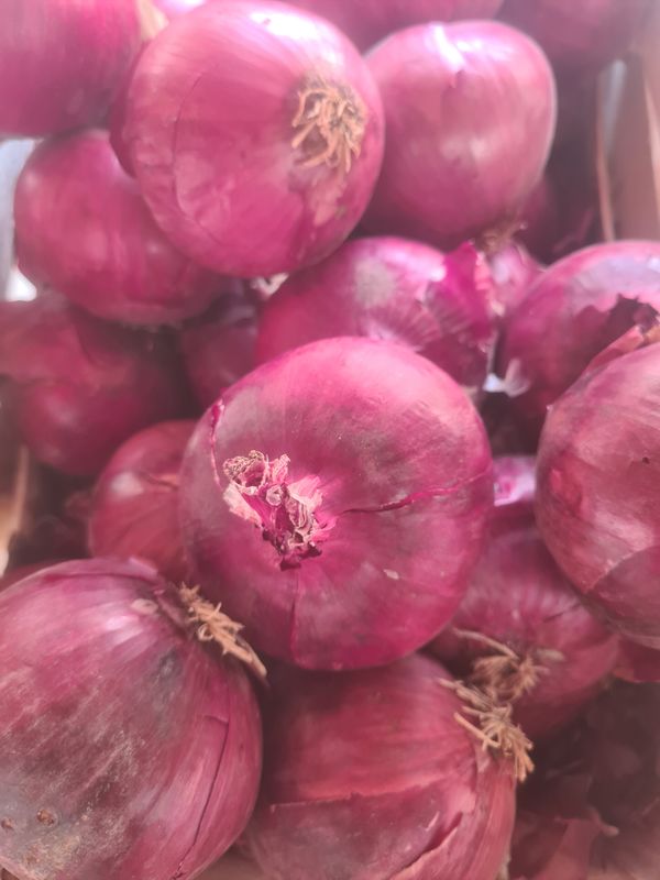 Oignons rouges