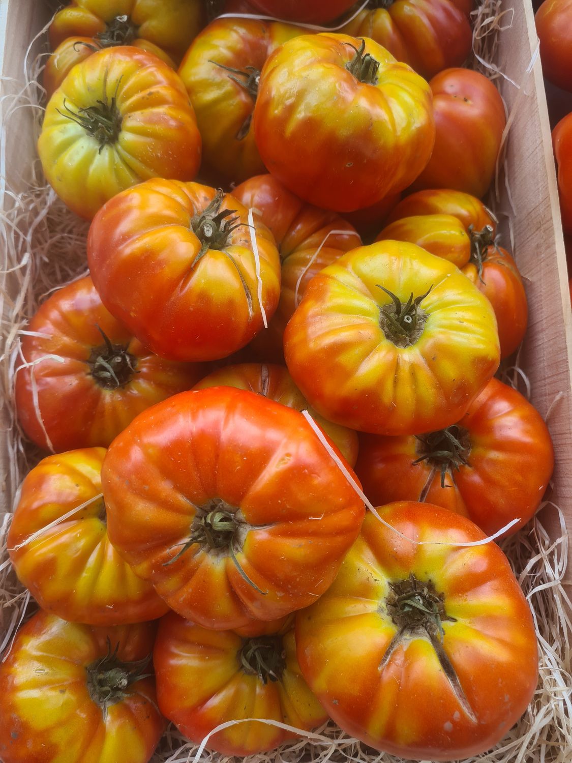 Tomates côtelées (Cœur de Bœuf ou équivalent)