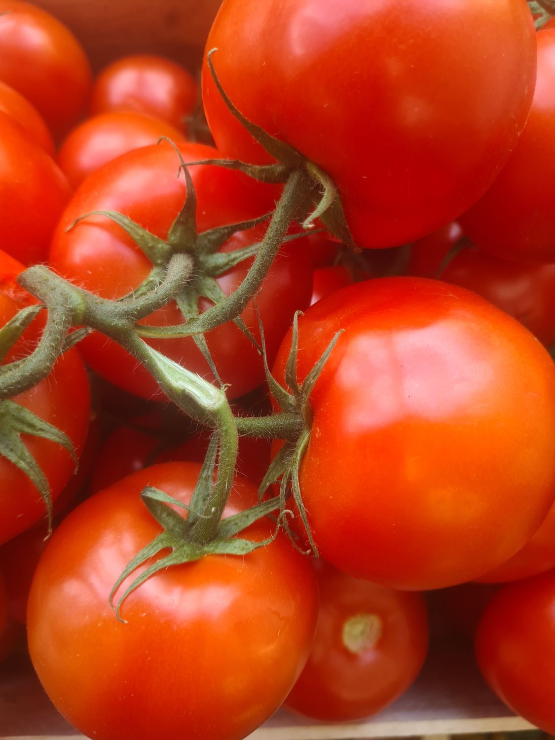 Tomates grappe
