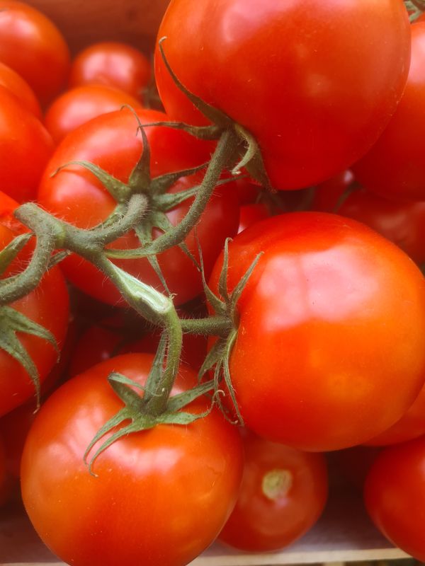 Tomates grappe