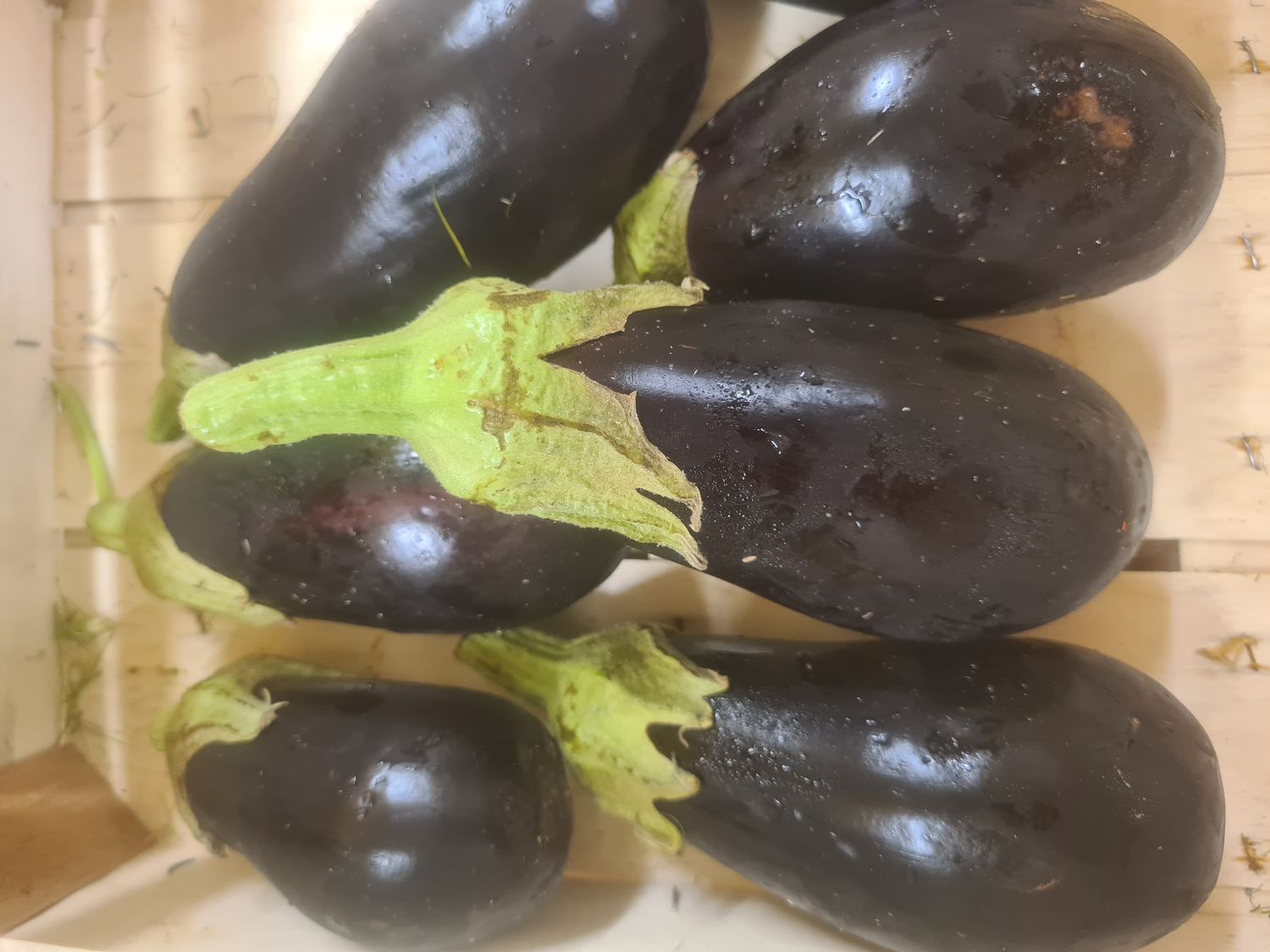 Aubergines