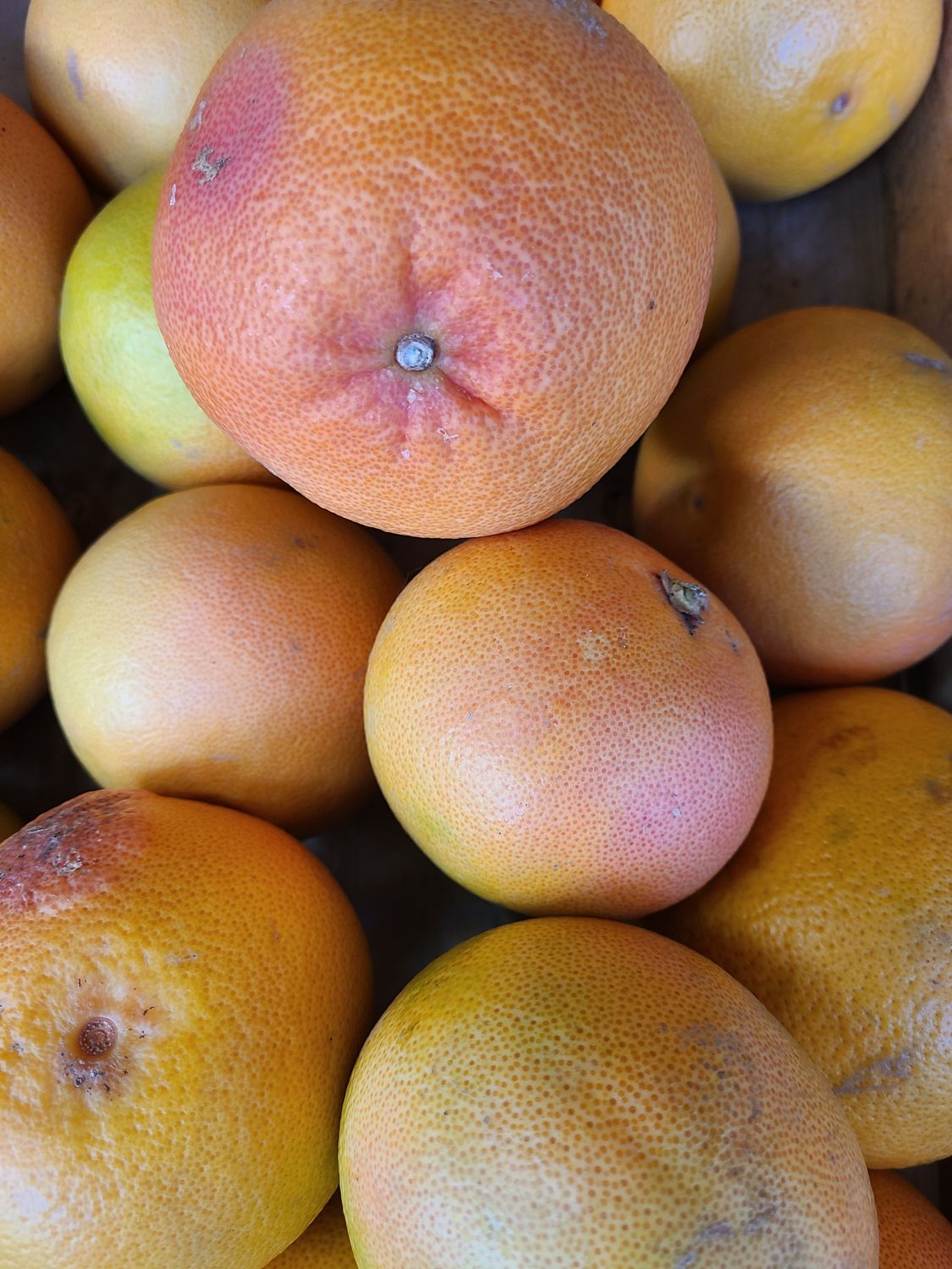 Pomelos rouges