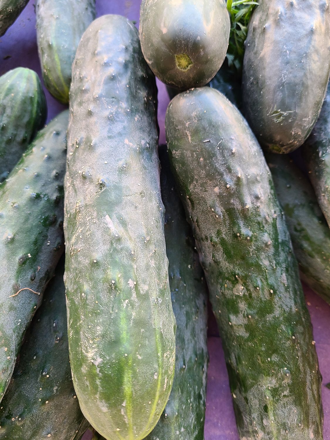 Concombre épineux