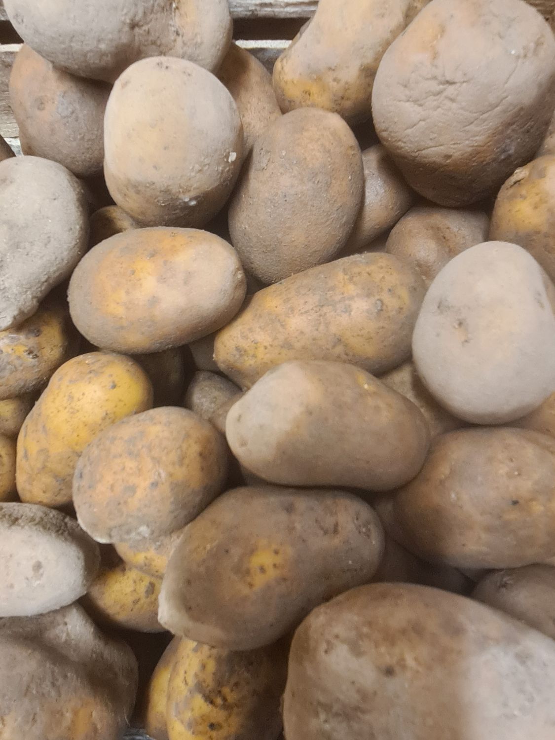 Pommes de terre à chair ferme