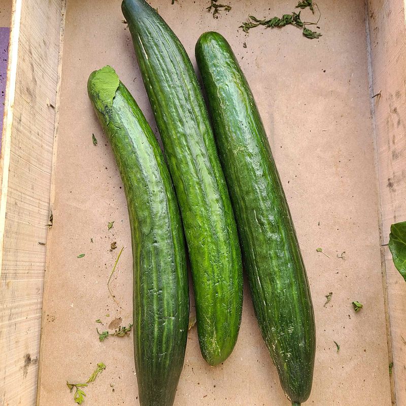 Concombre Lisse