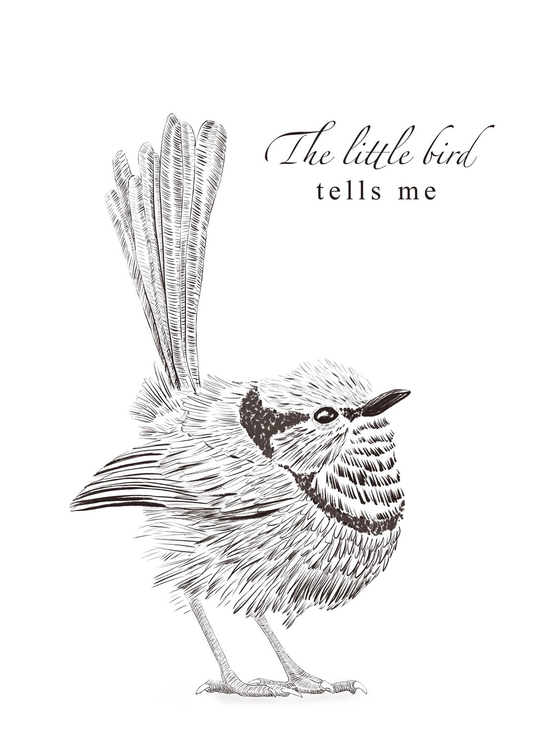 The little bird tells me - ink drawing postcard