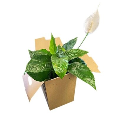 ECommerce Postal Flower/Plant Packaging