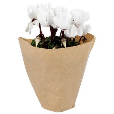 Brown Paper Plant Sleeves - Price on Application