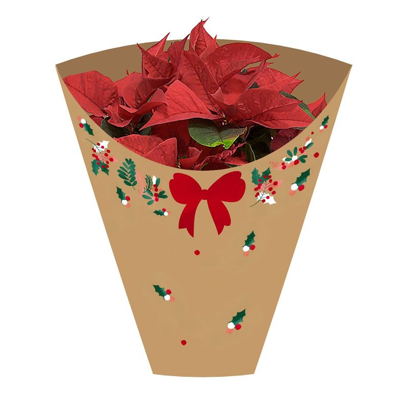 Paper & Plastic Plant Sleeves