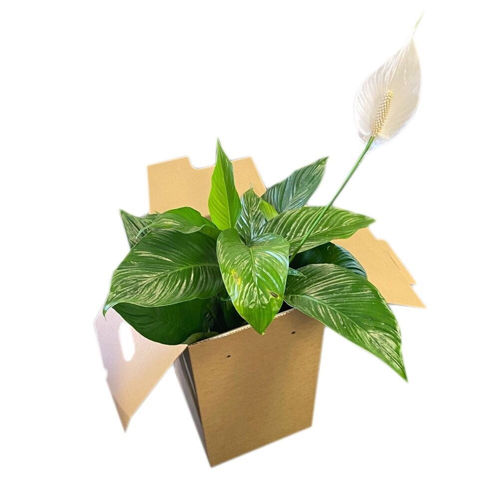 ECommerce Postal Flower/Plant Packaging - PRICE ON APPLICATION ECommerce Postal Flower/Plant Packaging - PRICE ON APPLICATION