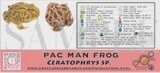 CREATURE CAGE CARD PAC MAN FROG