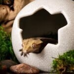 GAL EGG HIDE
