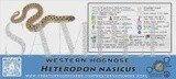 CREATURE CAGE CARD HOGNOSE