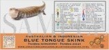 CREATURE CAGE CARD BLUE TONGUE