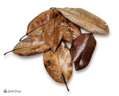 JF LEAF LITTER MAGNOLIA