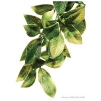 HAG EXO-T PLANT MANDARIN MD