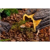 *EXO TERRA WET LOG CAVE LG