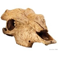 HAG EXO-T BUFFALO SKULL