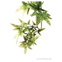 HAG EXO-T PLANT CROTON MD