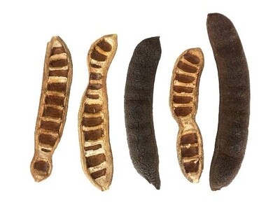 JF ACACIA TREE PODS 5PK