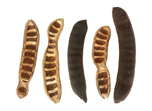 JF ACACIA TREE PODS 5PK
