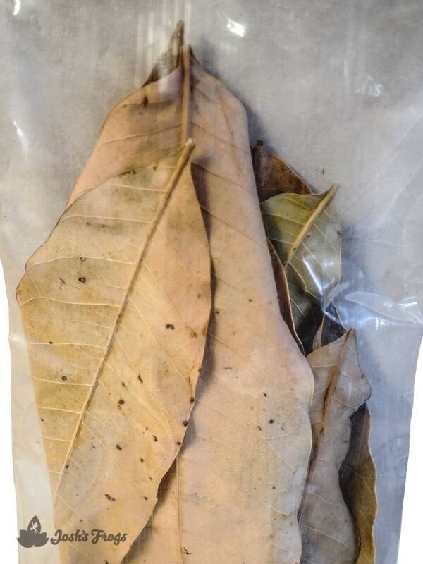 JF LEAF LITTER MANGO