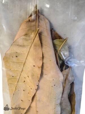 JF LEAF LITTER MANGO