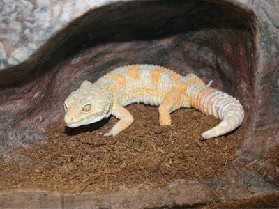 PT EARTH BURROW LG