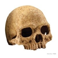 EXO TERRA PRIMATE SKULL
