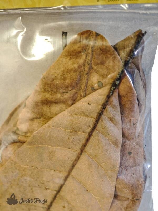 JF LEAF LITTER CASHEW