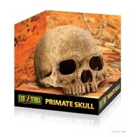 HAG EXO-T PRIMATE SKULL