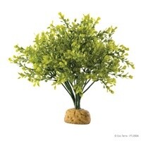 HAG EXO-T BOXWOOD BUSH
