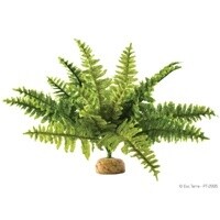 HAG EXO-T BOSTON FERN MD