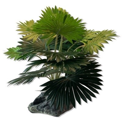 PT FAN PALM