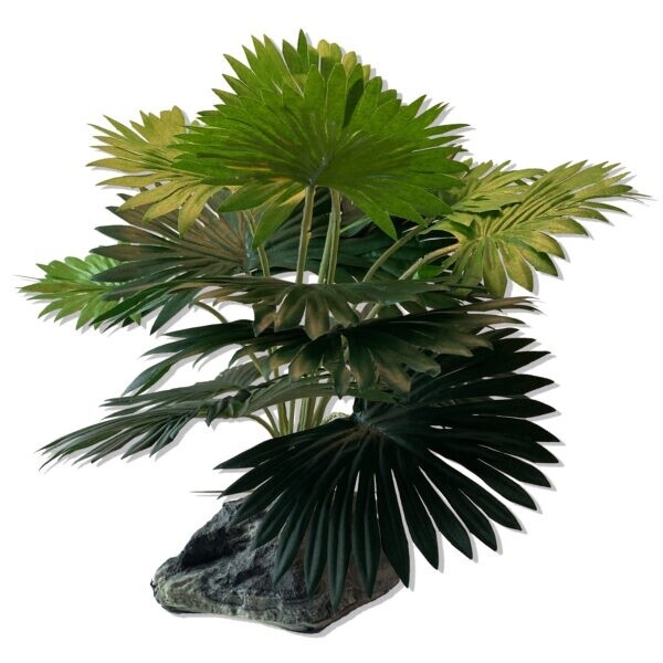 PT FAN PALM