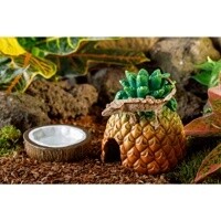 *HAG EXO-T COCONUT WATER DISH
