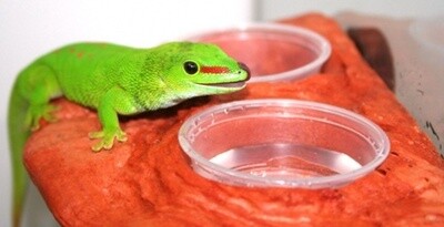PT GECKO LEDGE MOJAVE