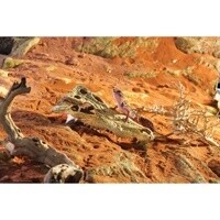 EXO TERREA CROC SKULL