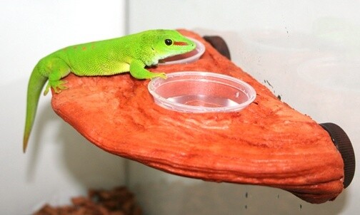 PT GECKO LEDGE MOJAVE