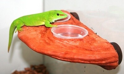 PT GECKO LEDGE MOJAVE
