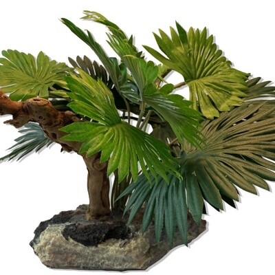 PT FAN PALM W/ WOOD