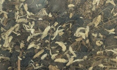 JF BIO BEDDING TROPICAL 10 QT