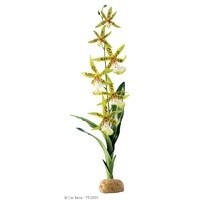 HAG EXO-T SPIDER ORCHID