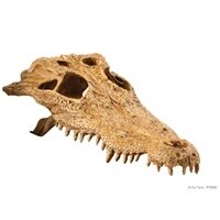HAG EXO-T CROC SKULL