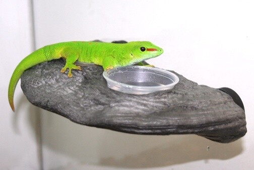 PT GECKO LEDGE GRANITE