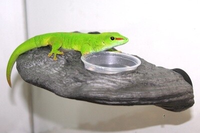 PT GECKO LEDGE GRANITE