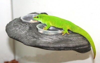 PT GECKO LEDGE GRANITE