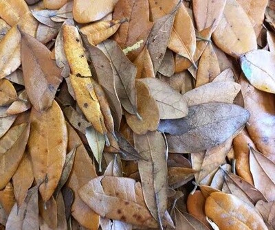 JF LEAF LITTER OAK
