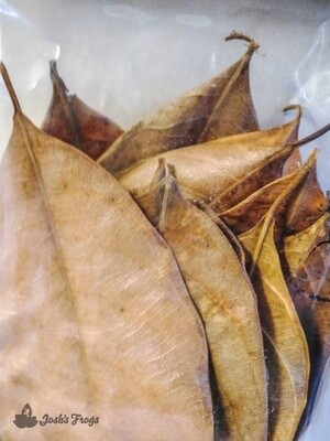 JF LEAF LITTER JACKFRUIT
