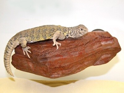 PT MOJAVE LEDGE SM